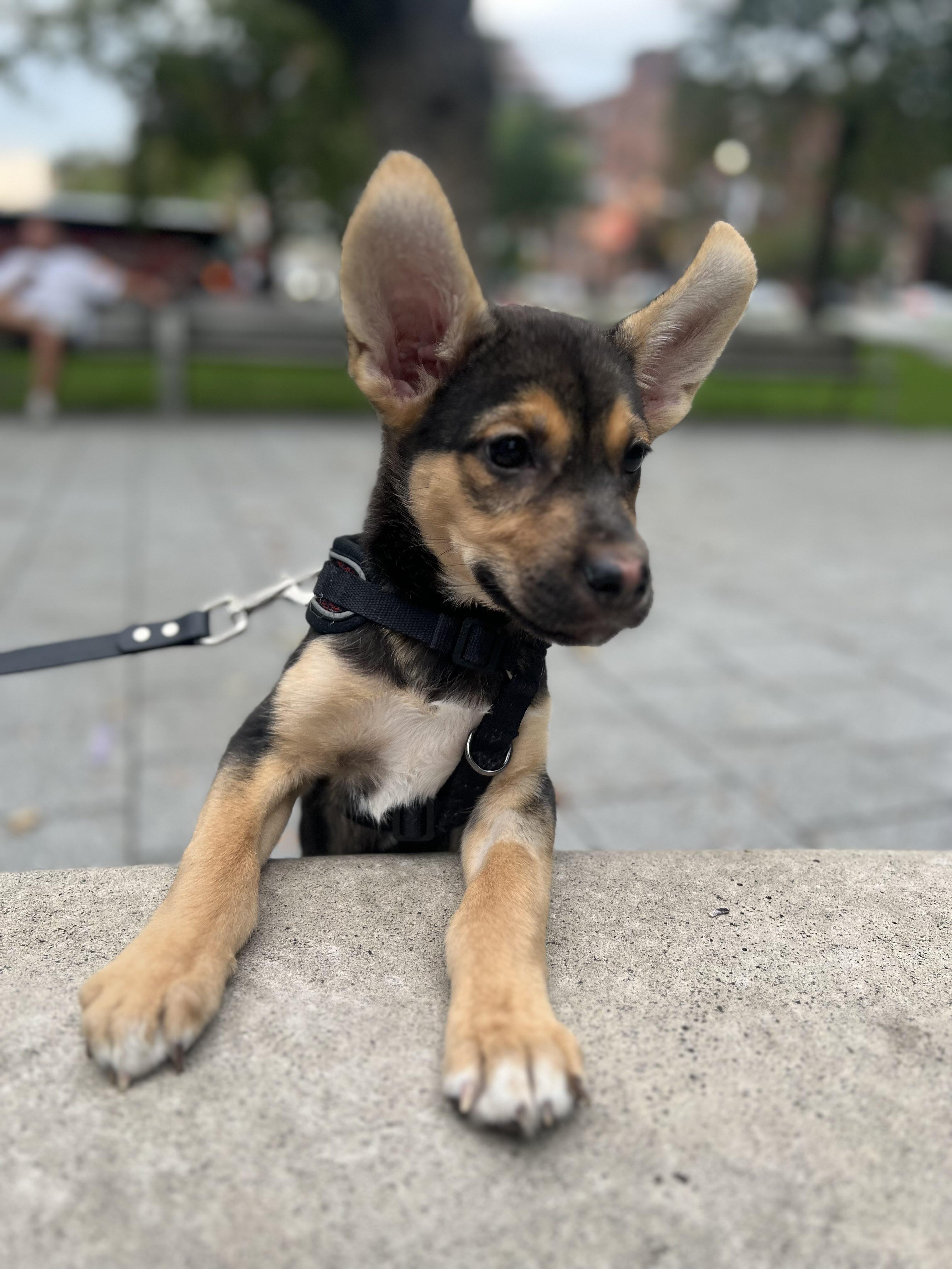 Enlarge Quinoa, a Adoptable mixed breed in Toronto, ON image 4/6