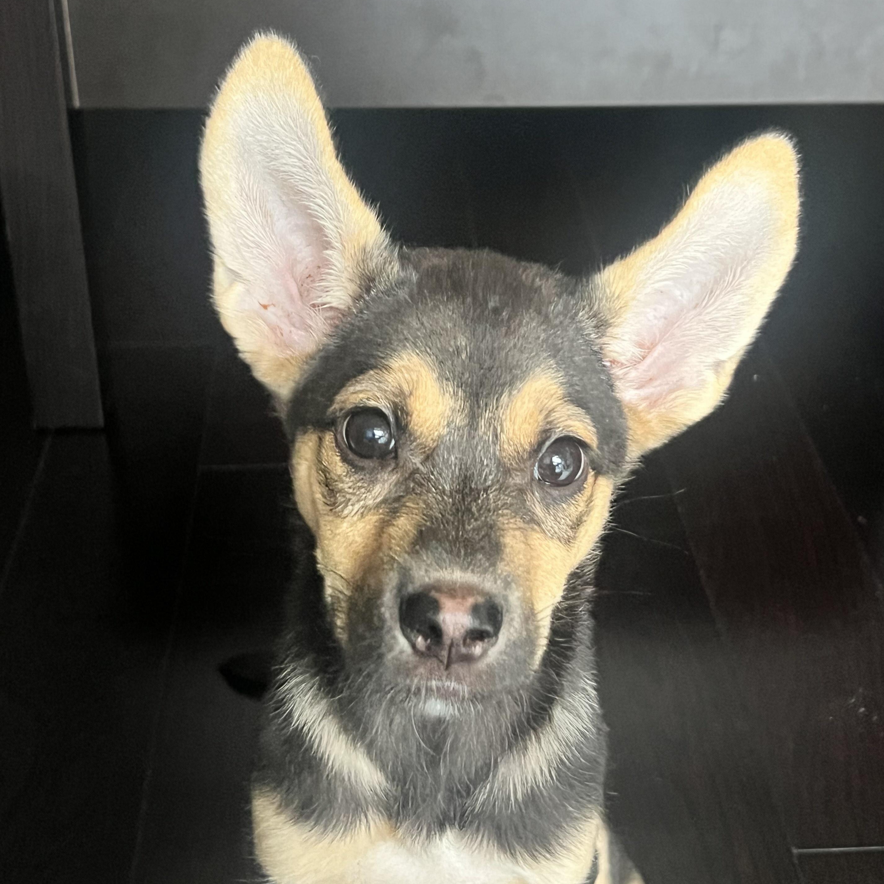 Enlarge Quinoa, a Adoptable mixed breed in Toronto, ON image 3/6