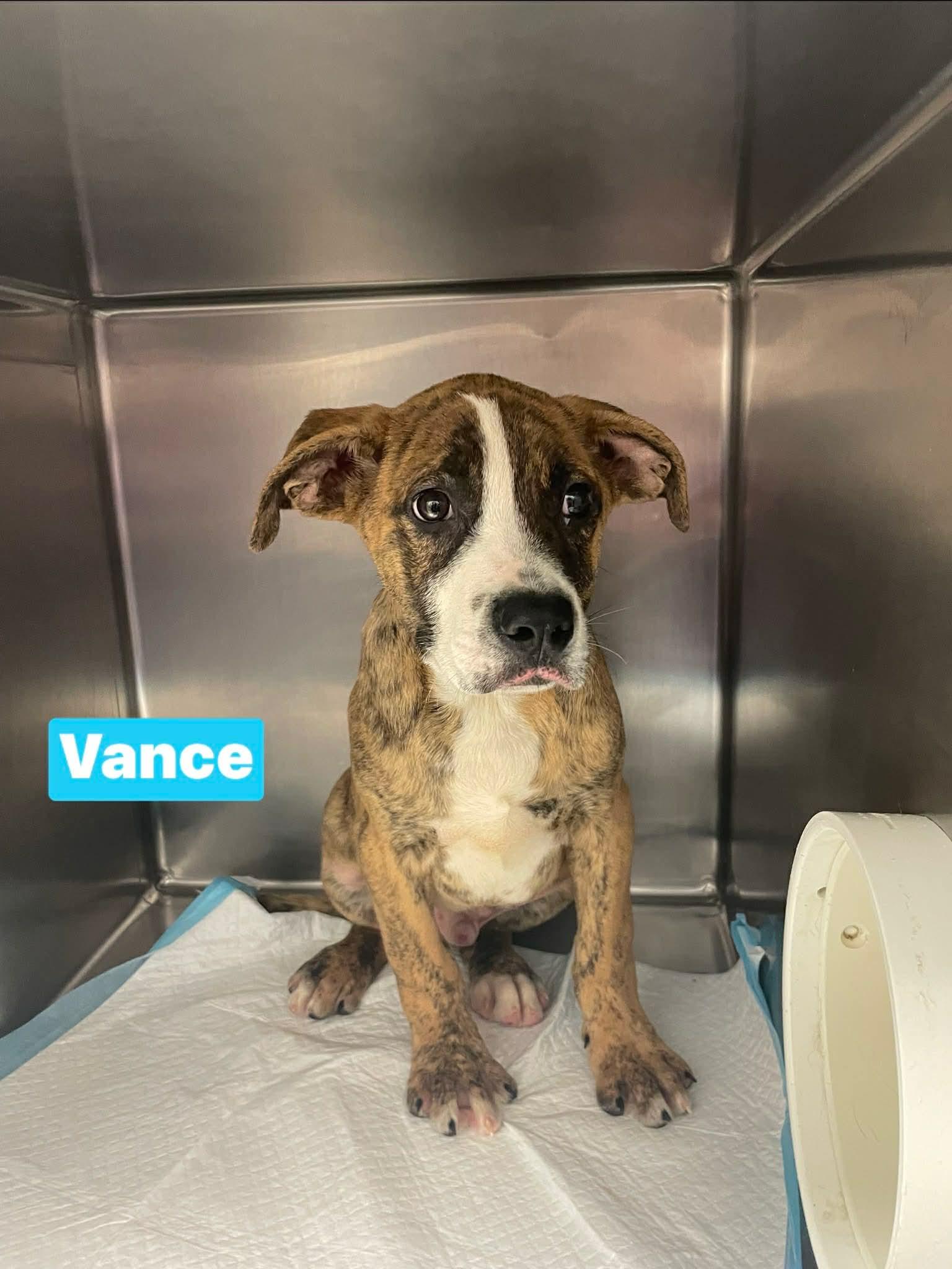 Vance, Adoptable, Puppy Male Presa Canario.