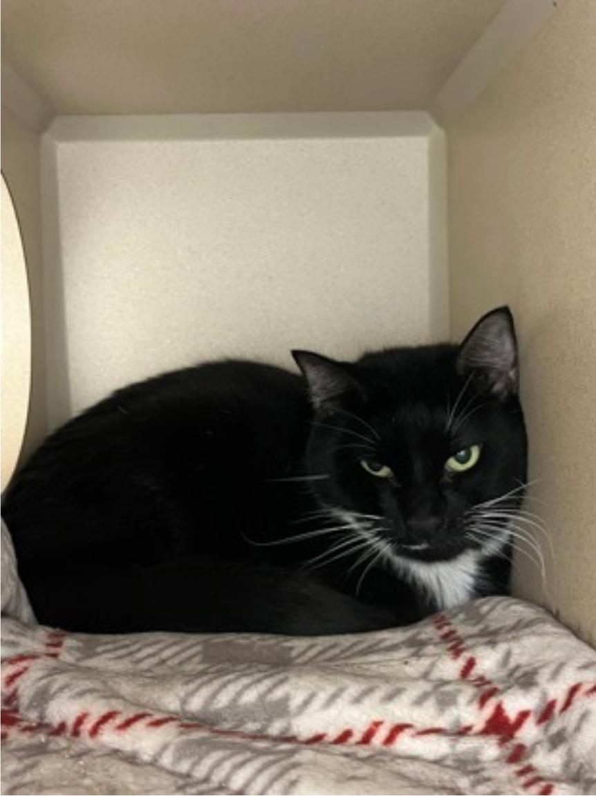 Eclipse, Adoptable, Adult Female Domestic Short Hair.