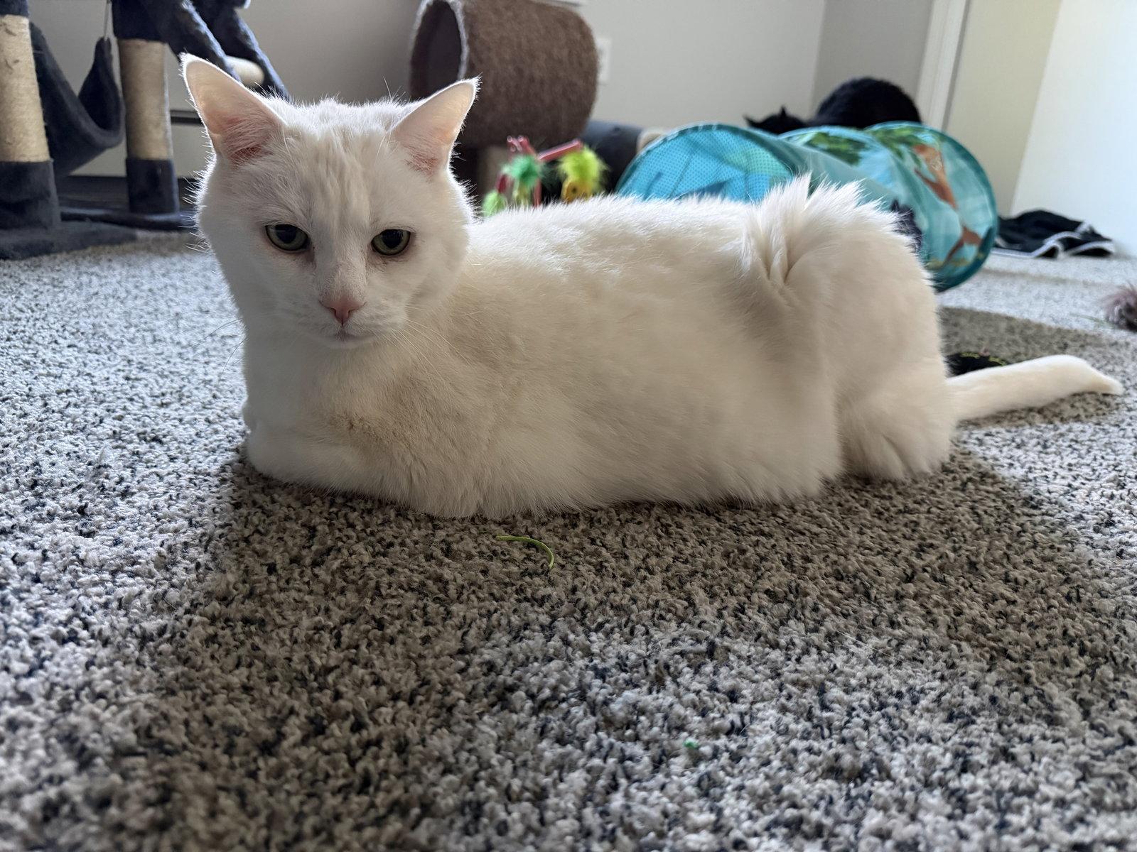 Enlarge Ziggy, a Adoptable Domestic Short Hair in East Derry, NH image 2/3