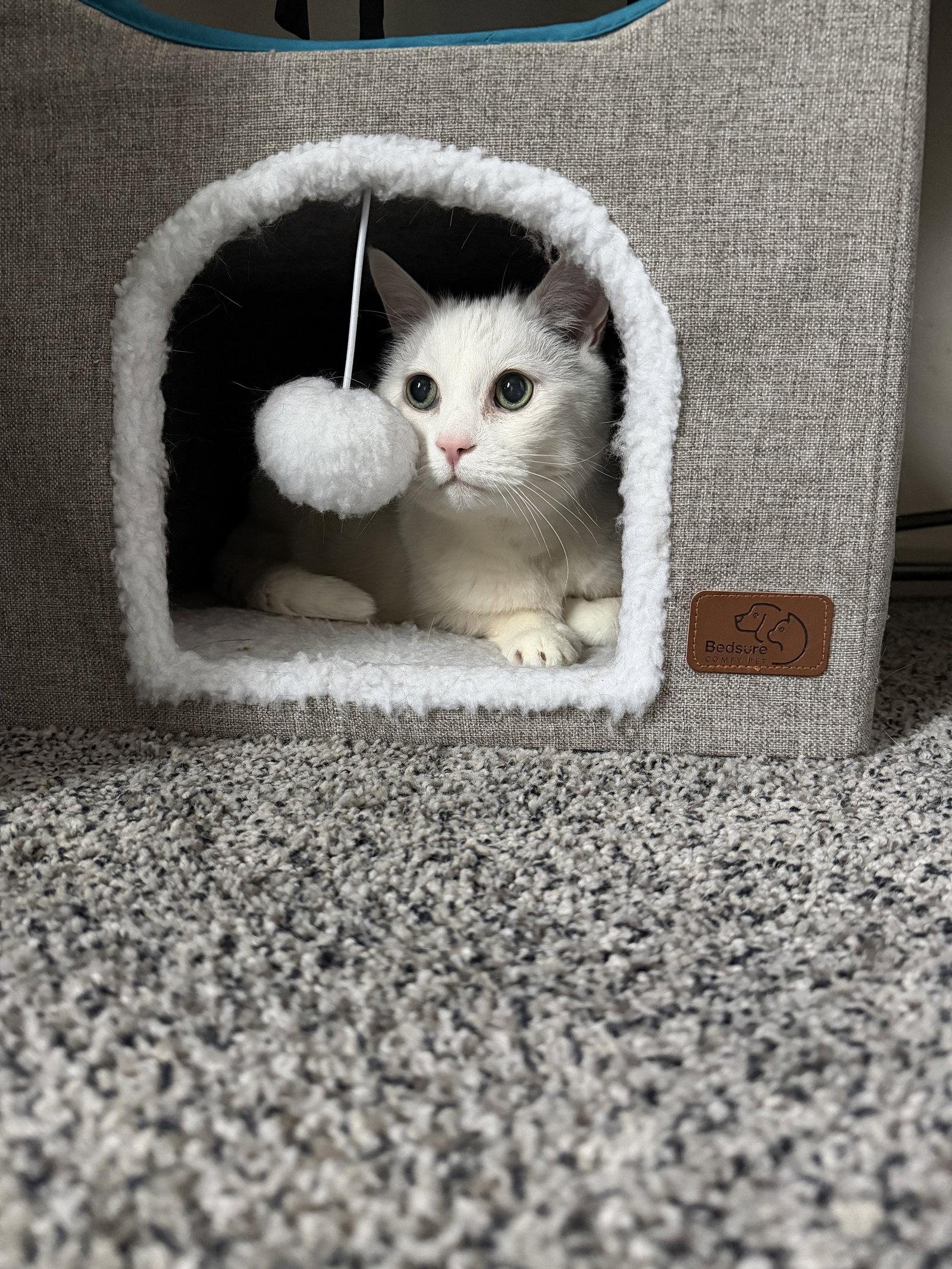 Enlarge Ziggy, a Adoptable Domestic Short Hair in East Derry, NH image 3/3