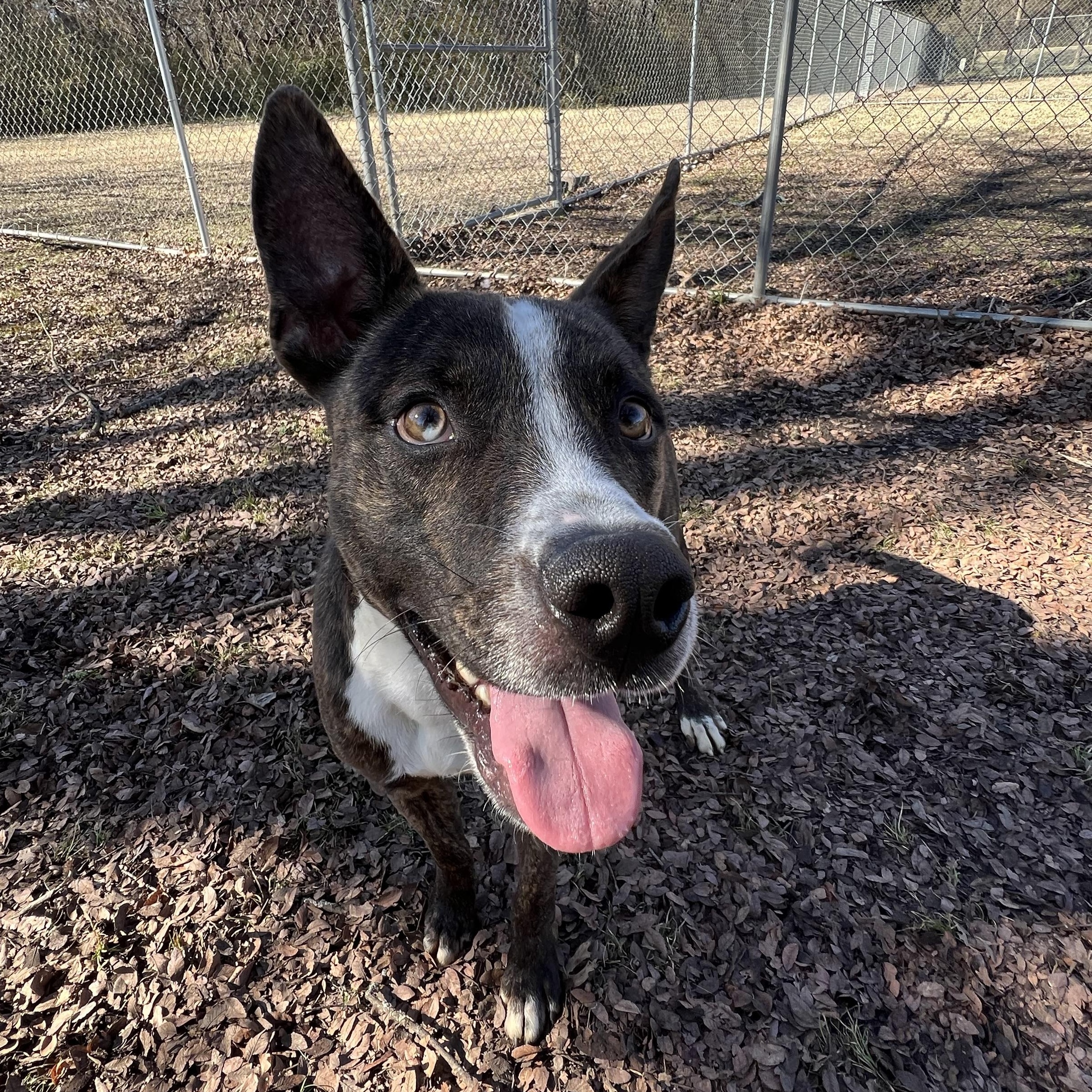 Enlarge Q-Tip, a Adoptable mixed breed in Sherman, TX image 3/5