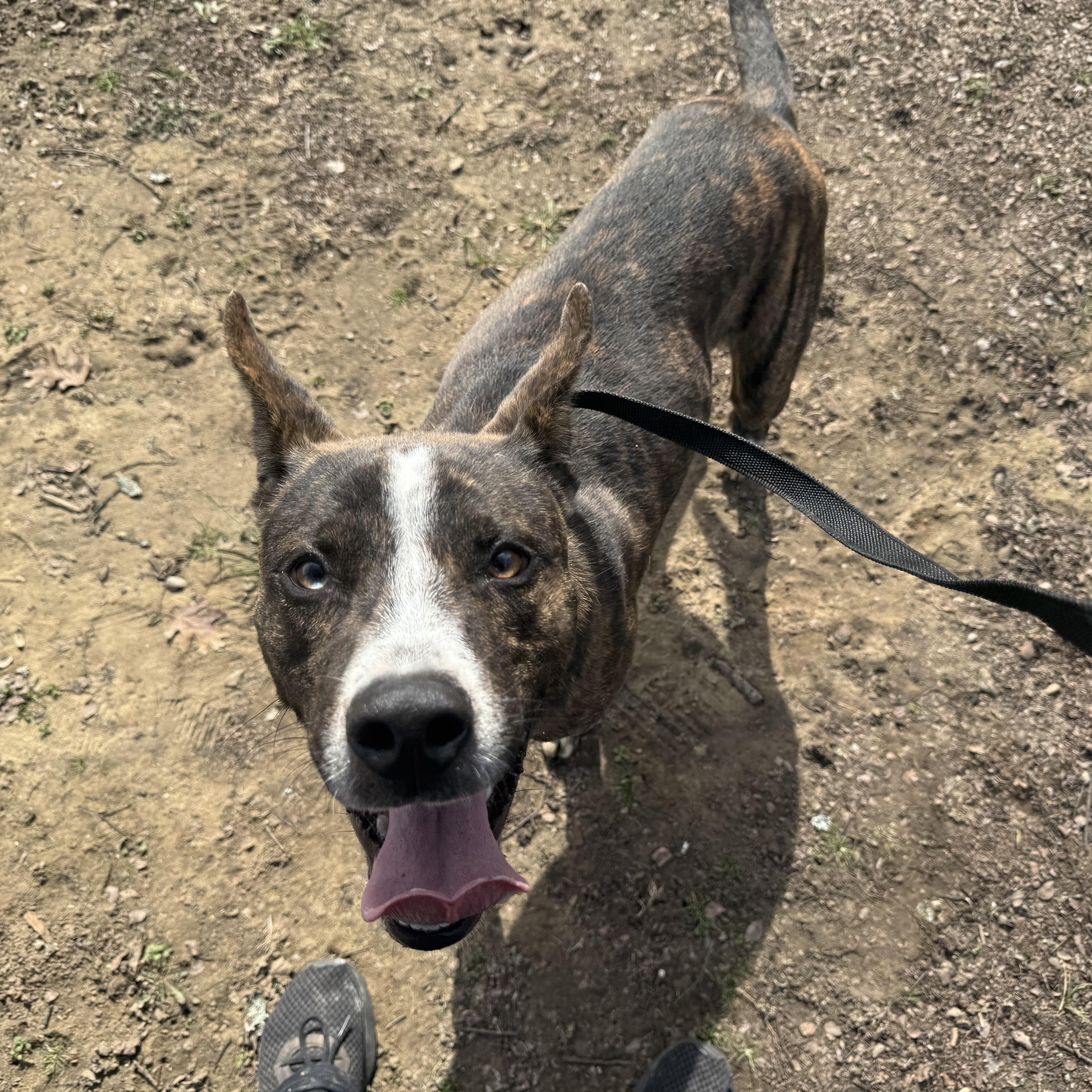 Enlarge Q-Tip, a Adoptable mixed breed in Sherman, TX image 5/5