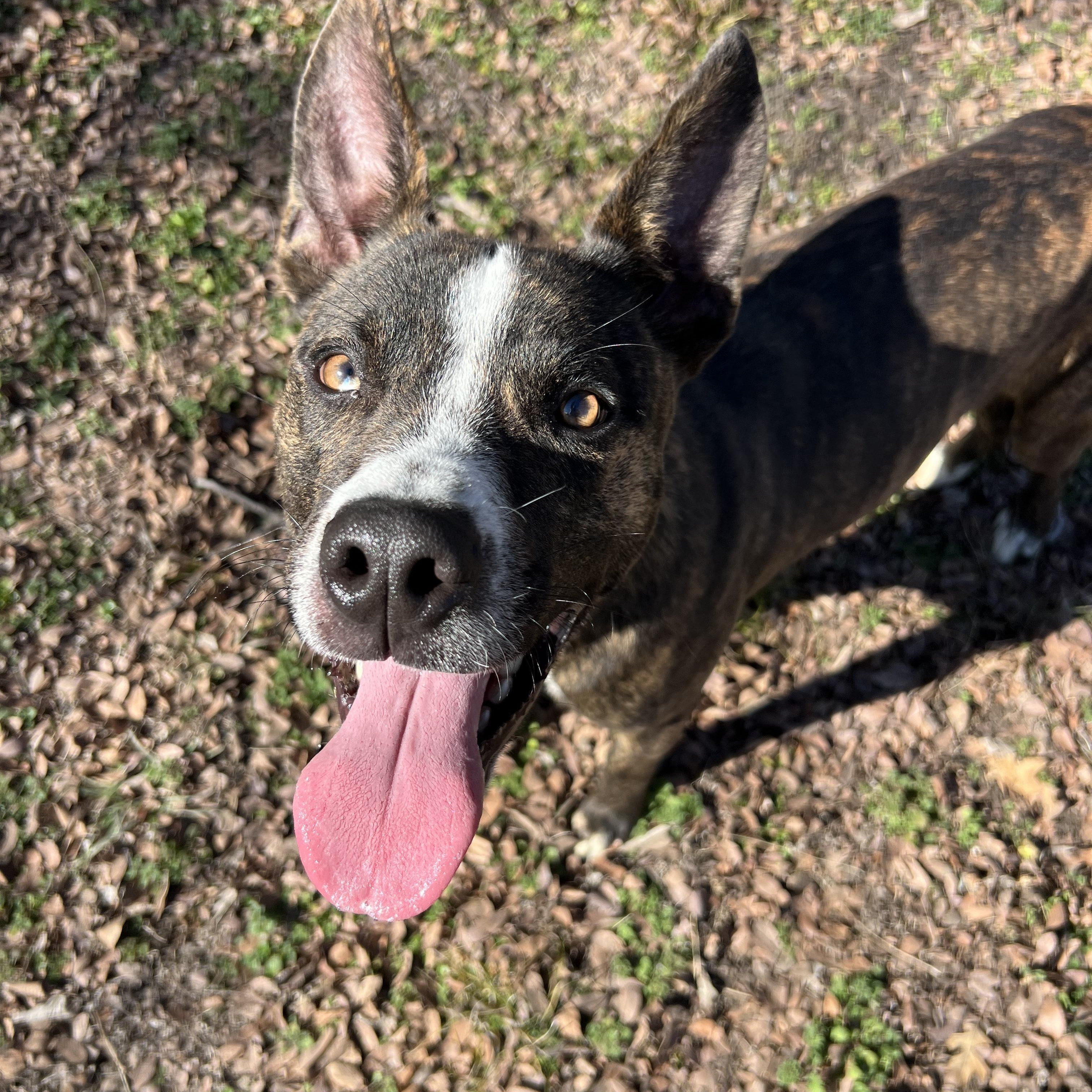 Enlarge Q-Tip, a Adoptable mixed breed in Sherman, TX image 4/5