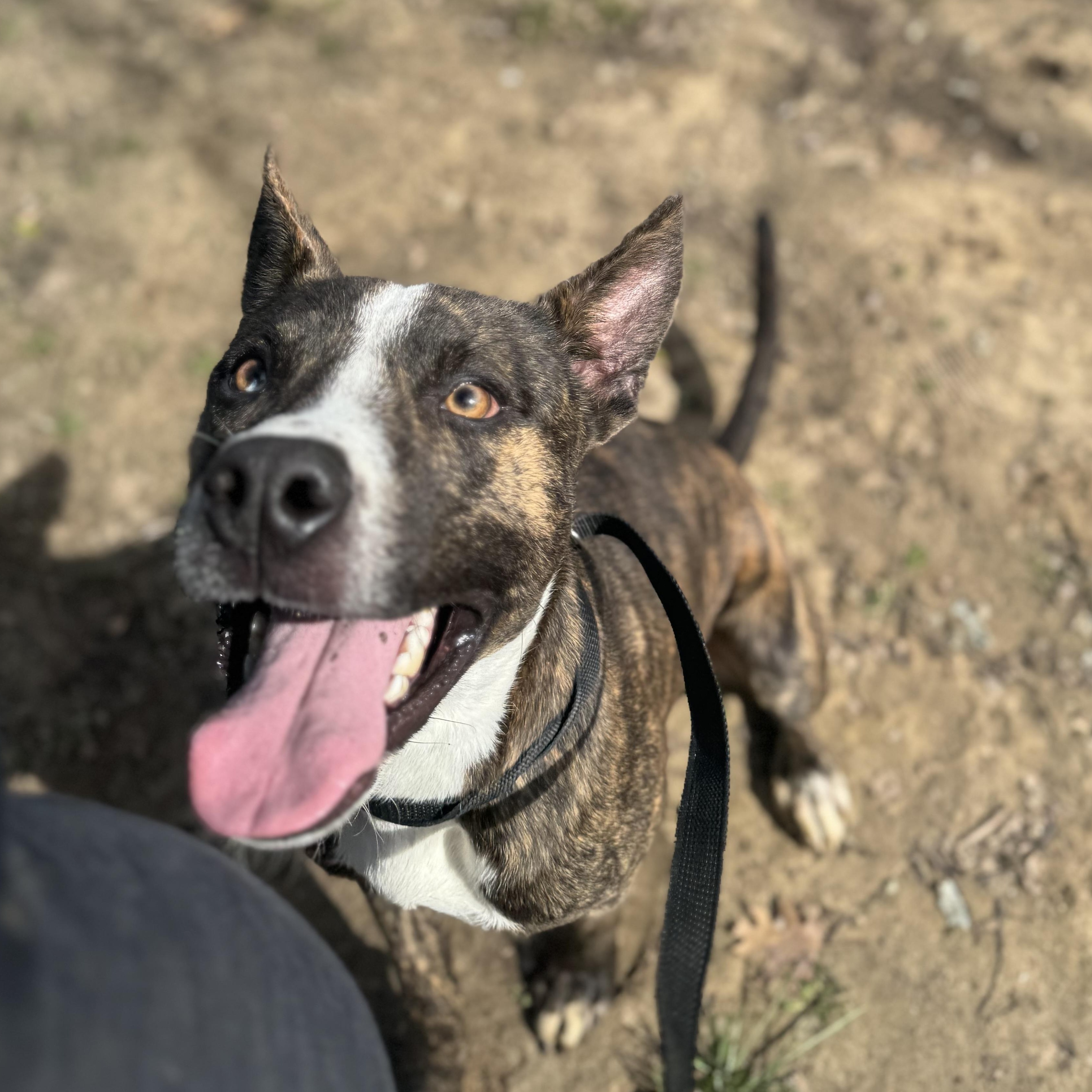 Q-Tip, Adoptable, Adult Male Pit Bull Terrier.