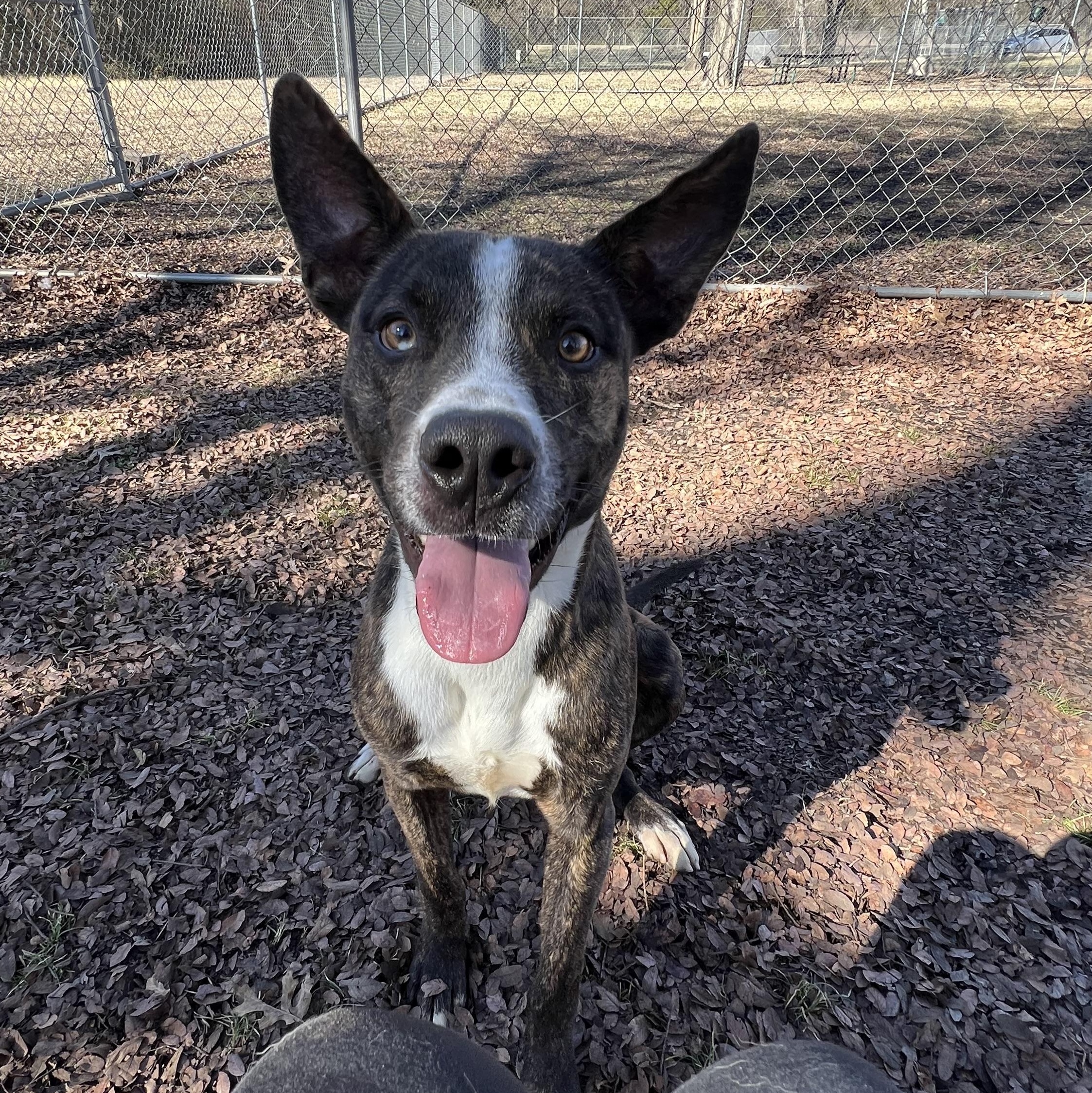 Enlarge Q-Tip, a Adoptable mixed breed in Sherman, TX image 2/5