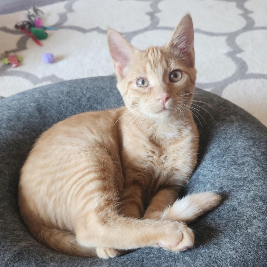 Max, Adoptable, Kitten Male Domestic Short Hair.