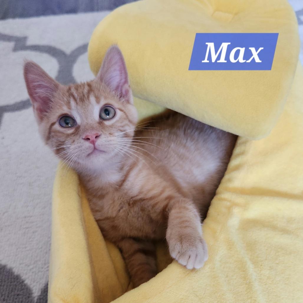 Enlarge Max, a Adoptable Domestic Short Hair in La Grange, KY image 2/2