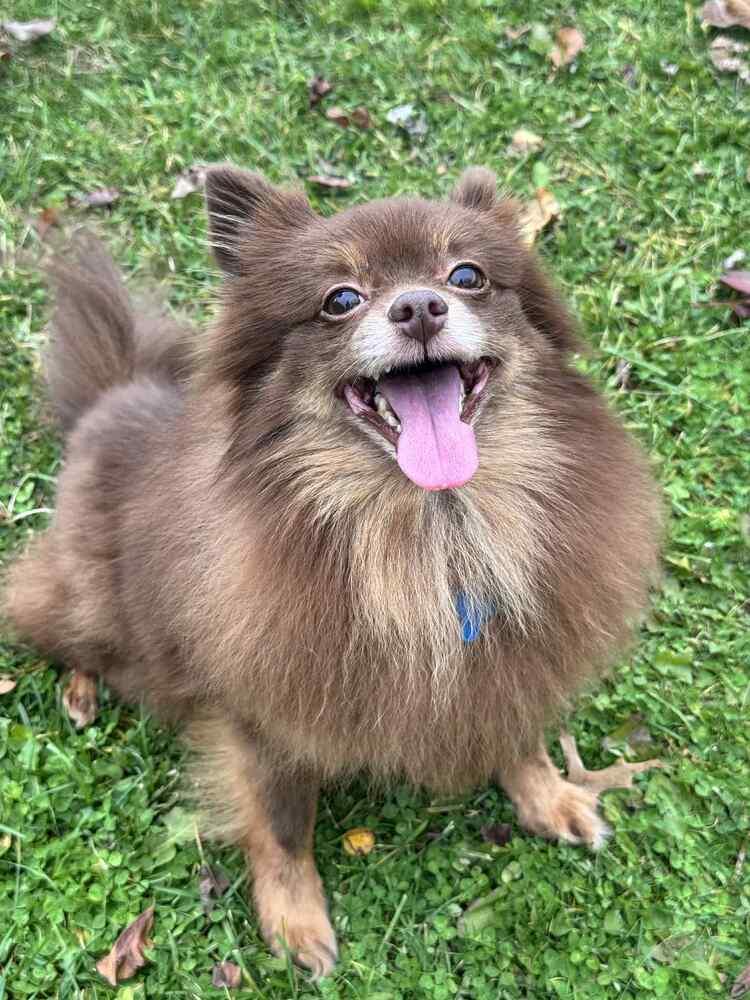 Mitzi, Adoptable, Young Female Pomeranian.