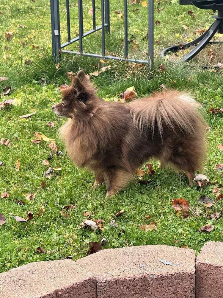 Enlarge Mitzi, a Adoptable Pomeranian in Springdale, PA image 2/4