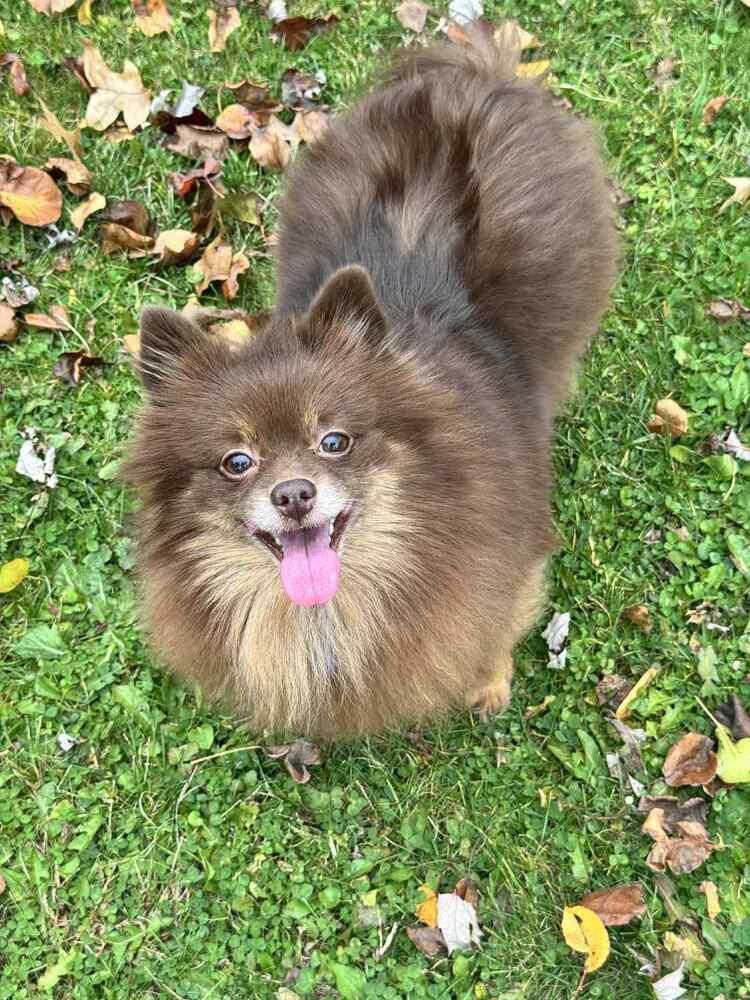 Enlarge Mitzi, a Adoptable Pomeranian in Springdale, PA image 3/4