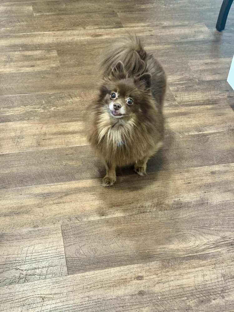 Enlarge Mitzi, a Adoptable Pomeranian in Springdale, PA image 4/4