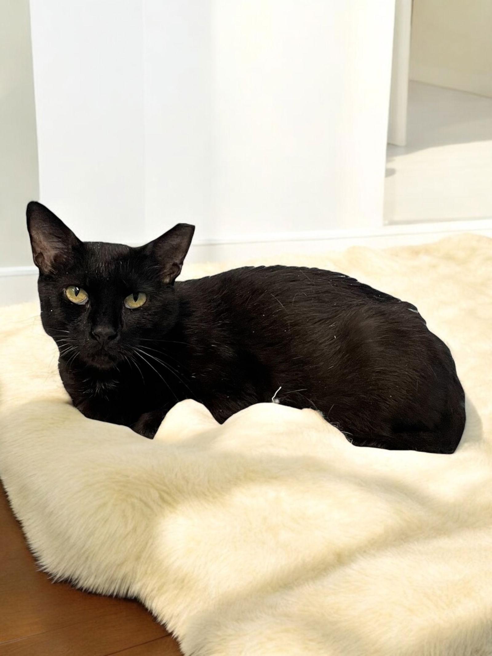 Pepper, Adoptable, Adult Female Domestic Short Hair.