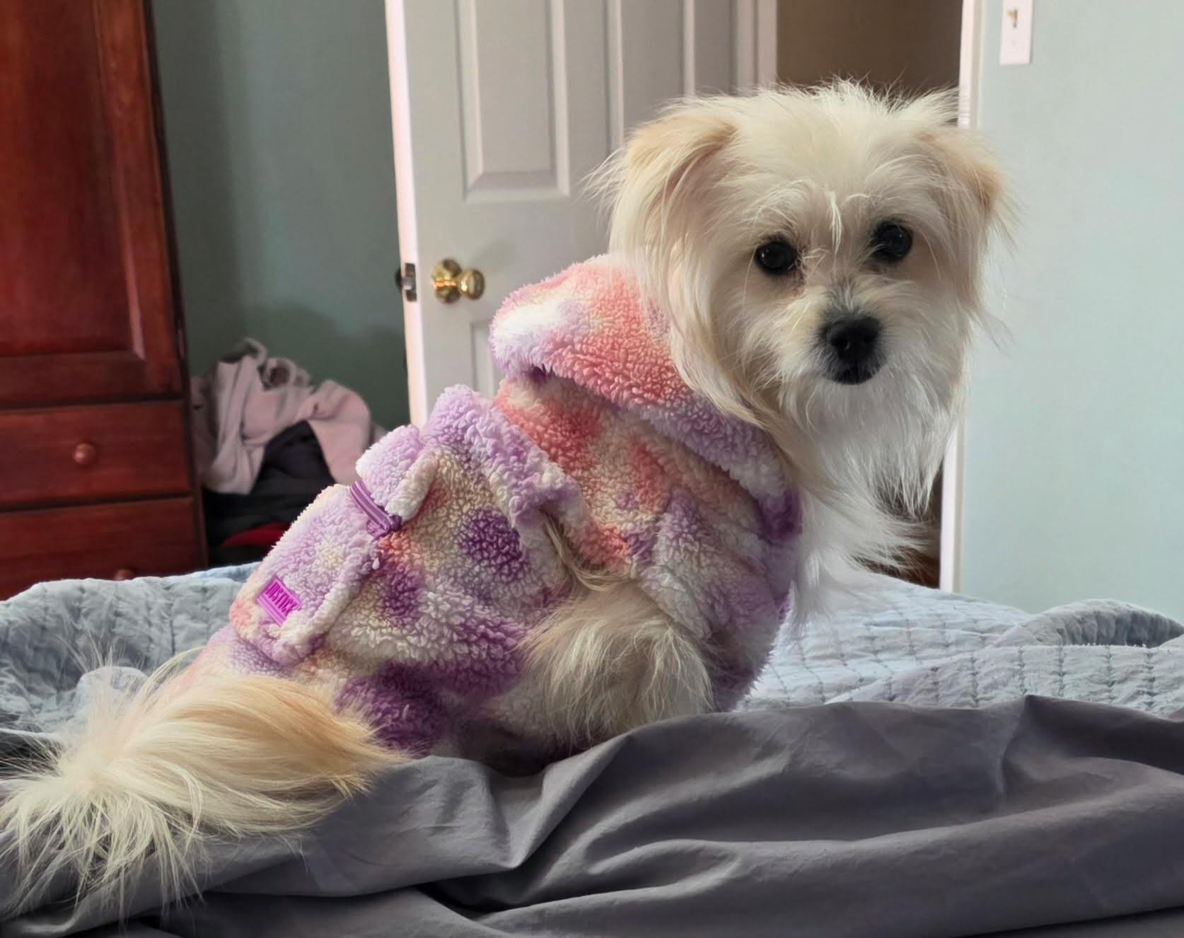 Enlarge Missy, an adopted mixed breed in Raleigh, NC image 3/4