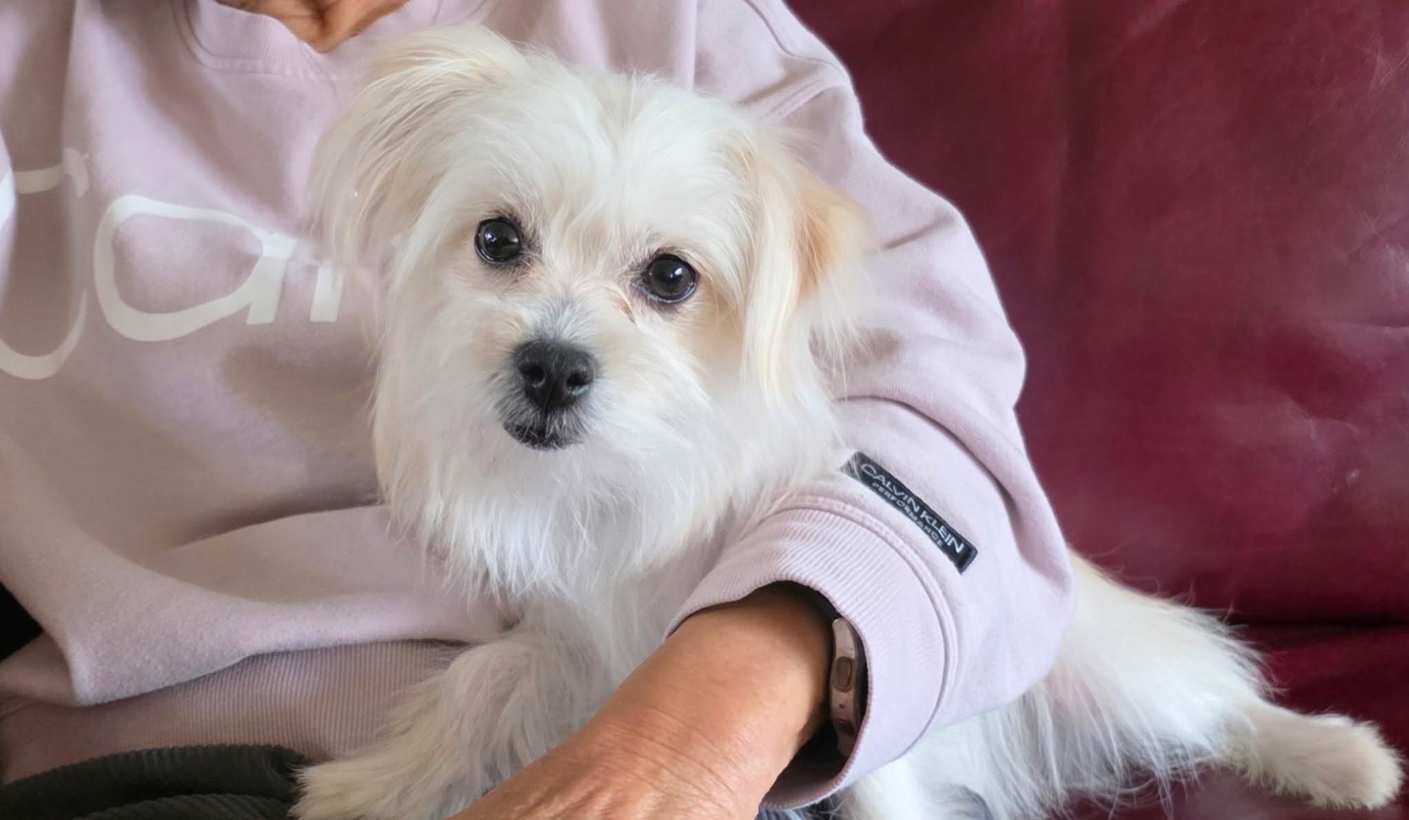 Enlarge Missy, an adopted mixed breed in Raleigh, NC image 2/4