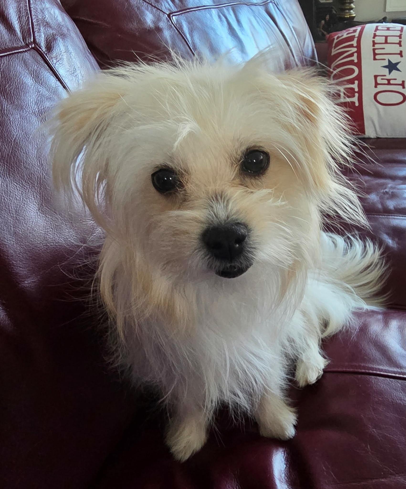 Enlarge Missy, an adopted mixed breed in Raleigh, NC image 4/4