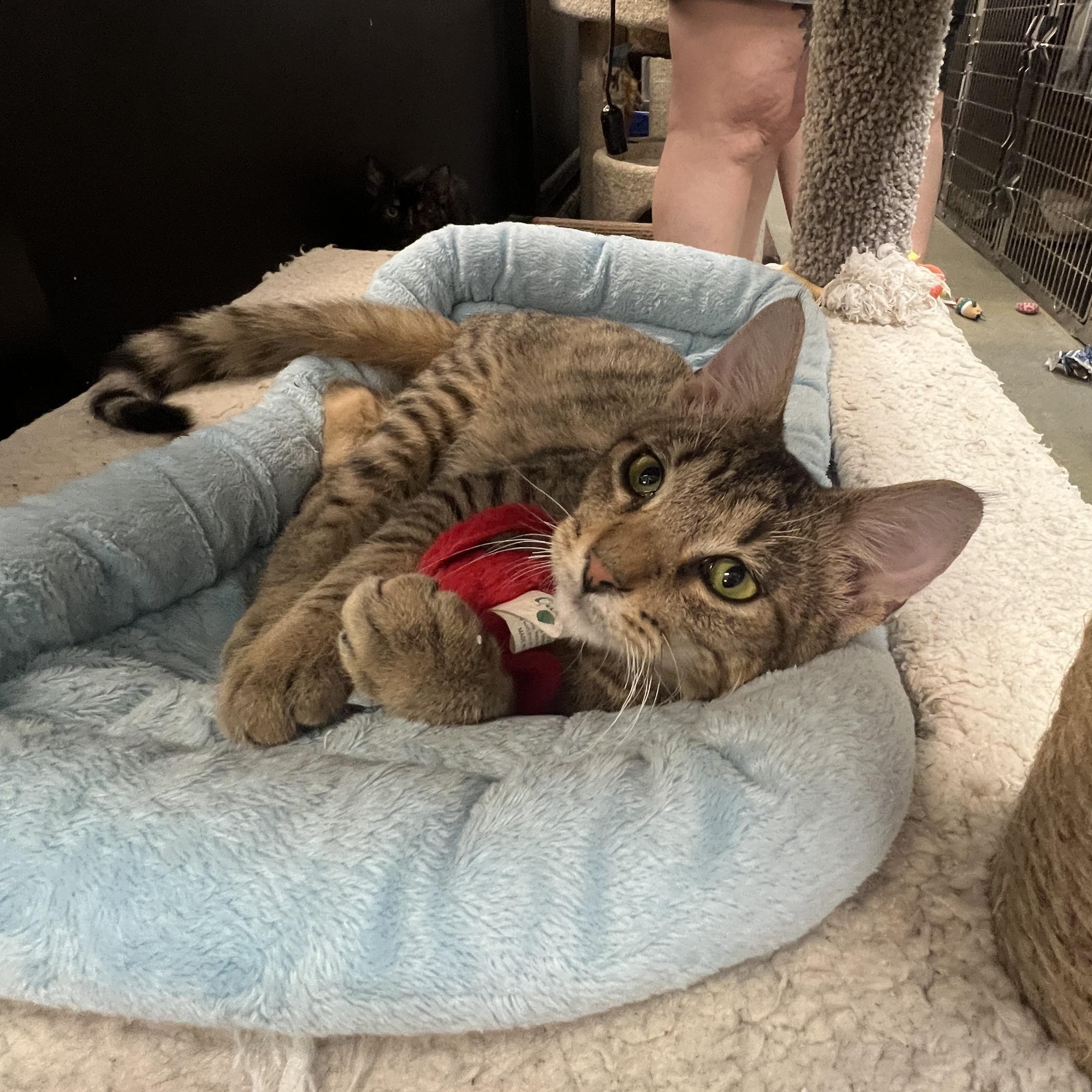 Enlarge Ramses, a Adoptable mixed breed in Bradenton, FL image 3/5