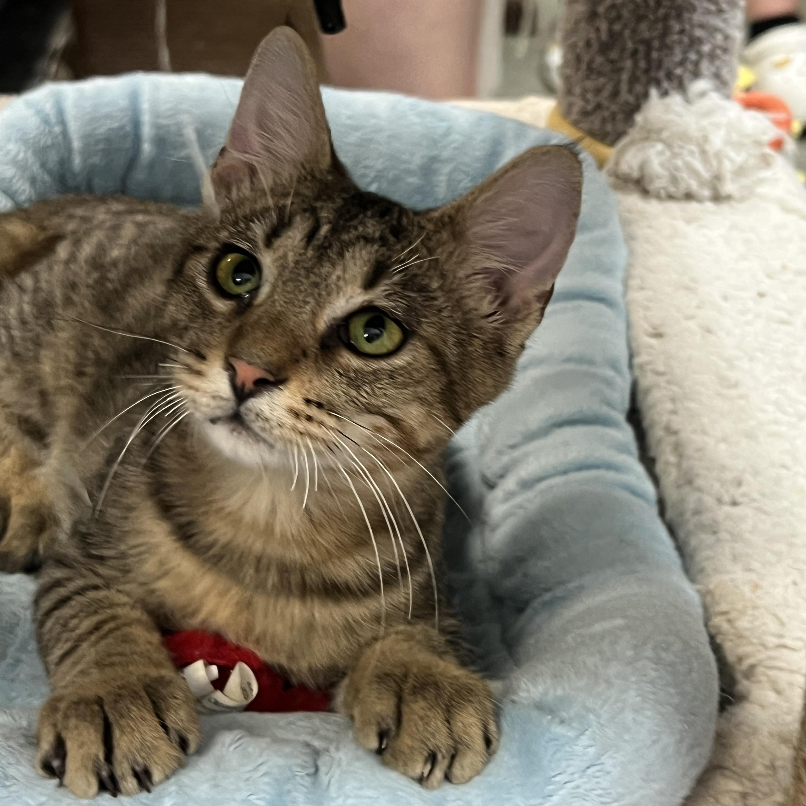 Enlarge Ramses, a Adoptable mixed breed in Bradenton, FL image 1/5