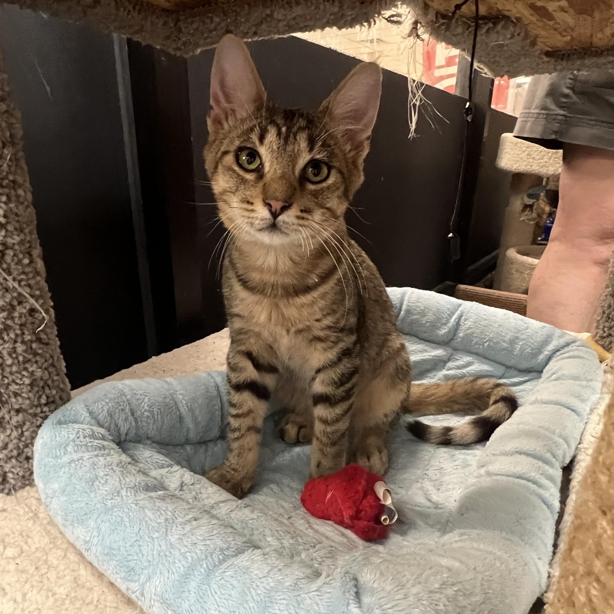 Enlarge Ramses, a Adoptable mixed breed in Bradenton, FL image 5/5