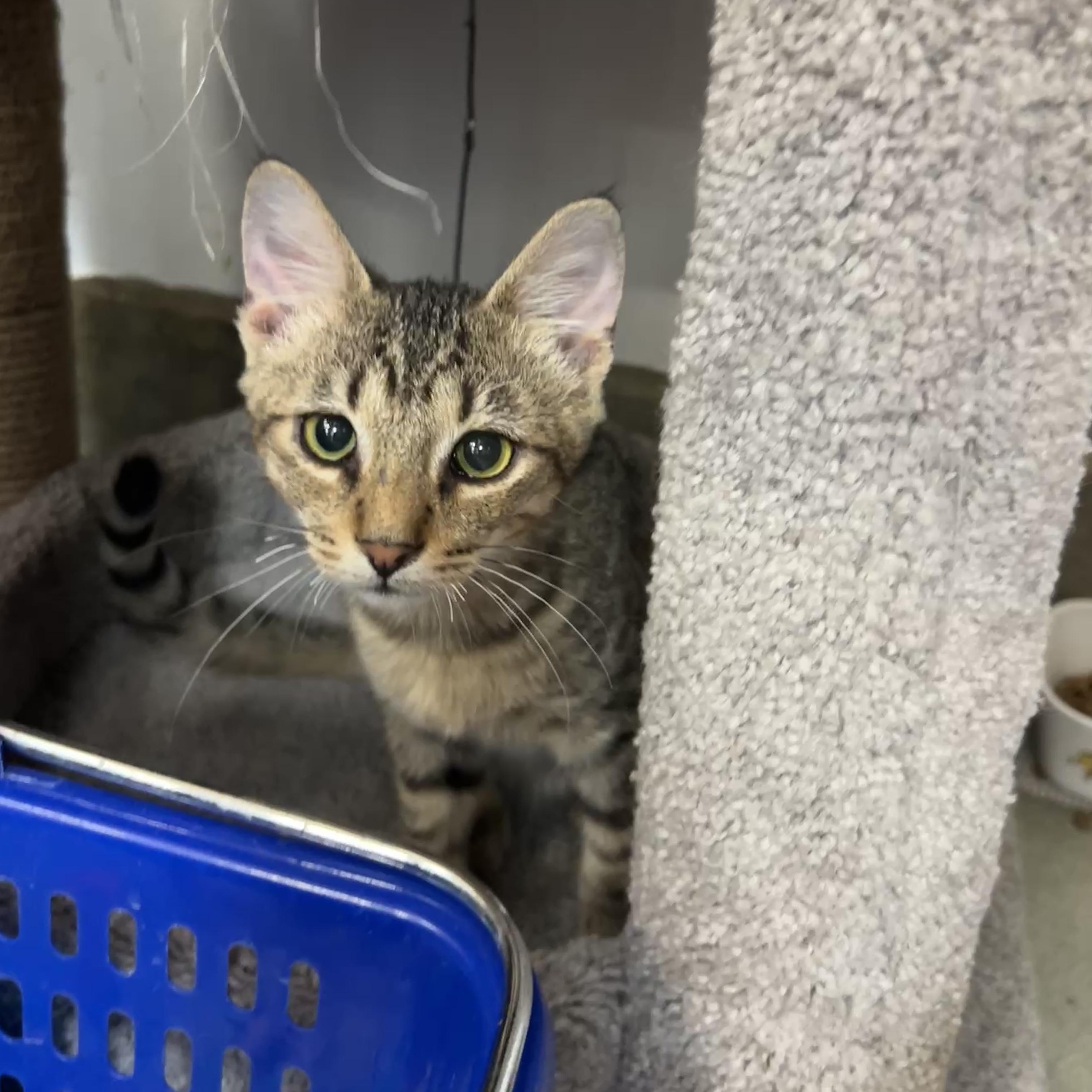 Enlarge Ramses, a Adoptable mixed breed in Bradenton, FL image 4/5