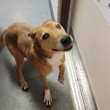 Sheila, Adoptable, Adult Female Mixed Breed & Cattle Dog.