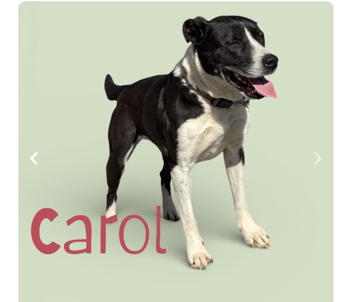 Carol, ADOPTABLE, Young Female Mixed Breed.