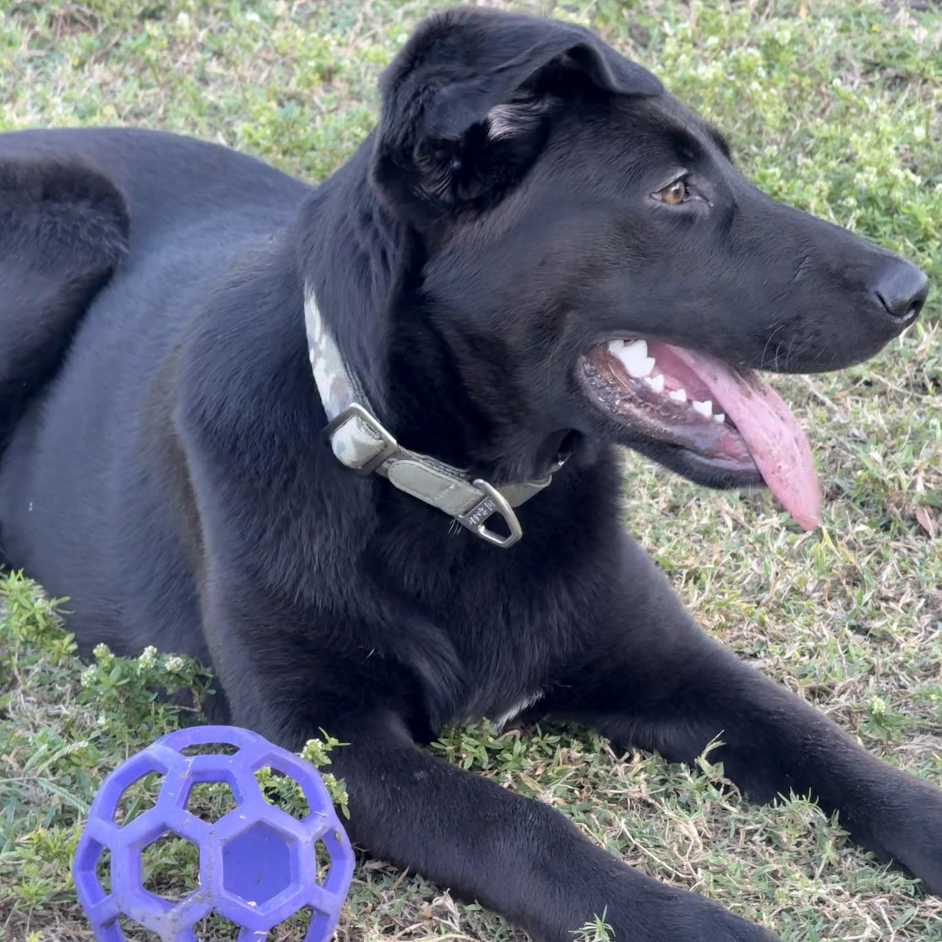 Enlarge Gunna, a Adoptable mixed breed in Alpine, NJ image 4/5