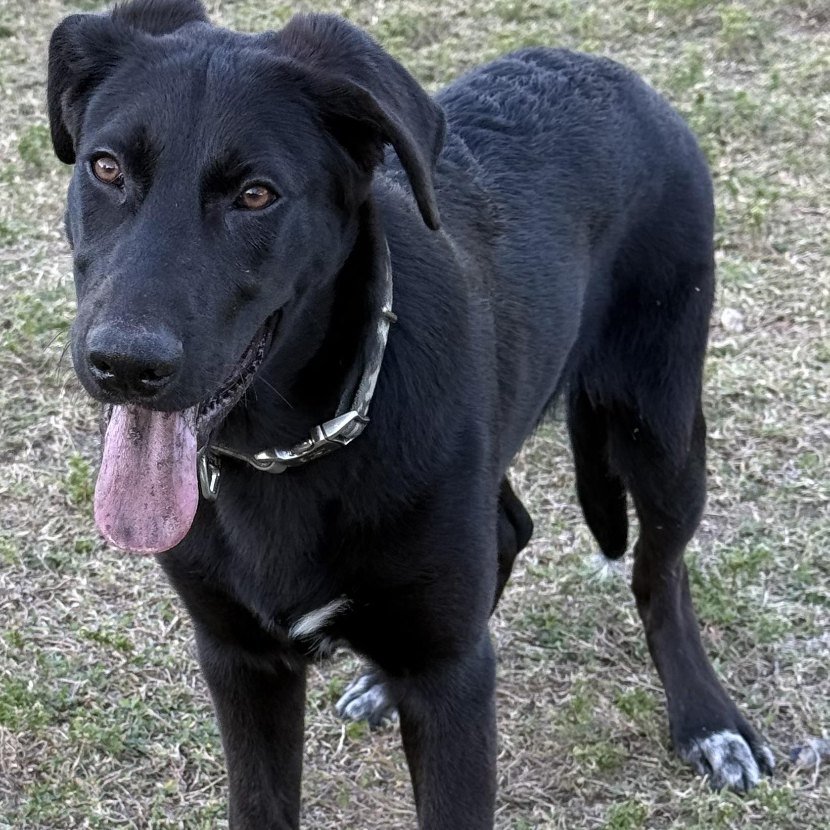 Enlarge Gunna, a Adoptable mixed breed in Alpine, NJ image 5/5