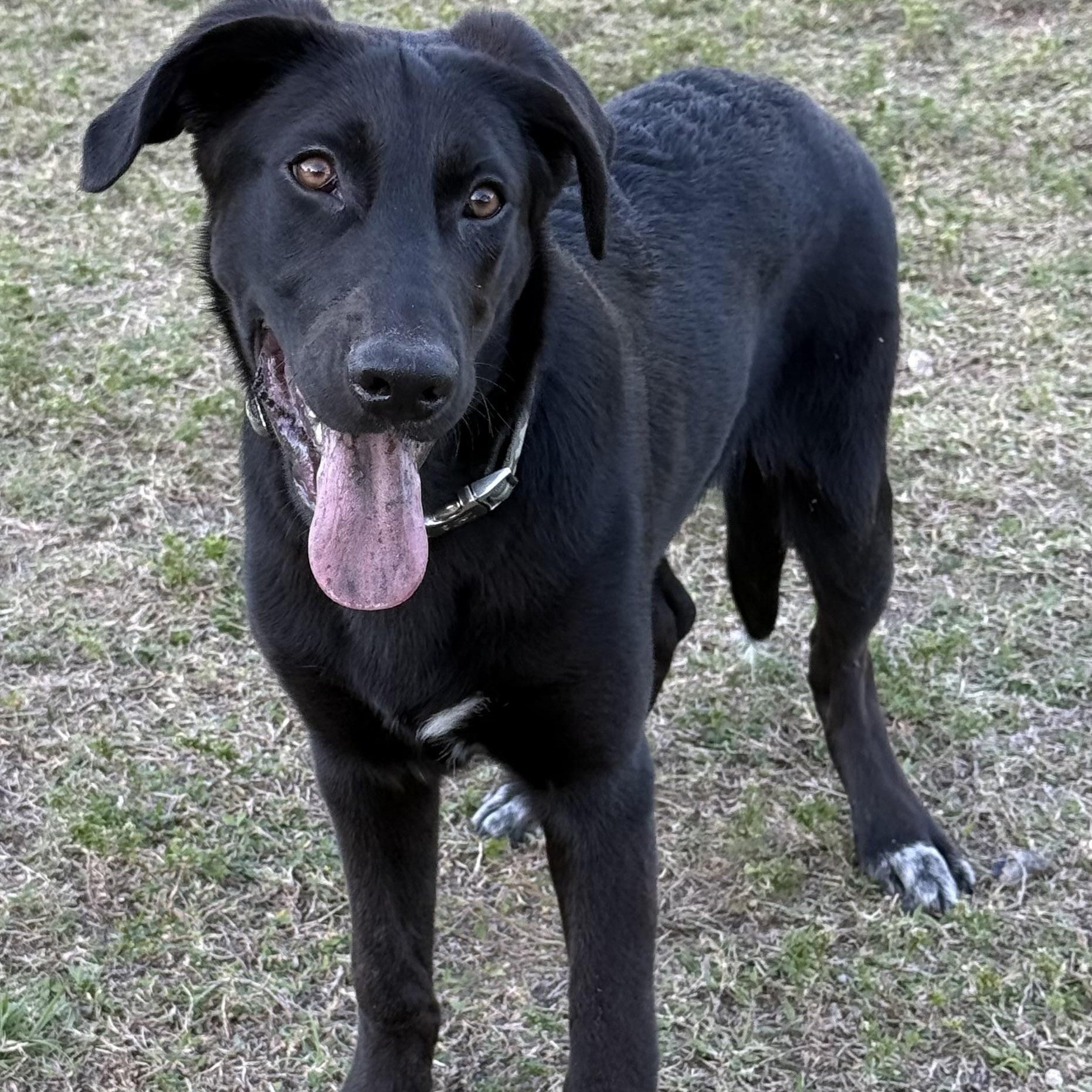 Enlarge Gunna, a Adoptable mixed breed in Alpine, NJ image 2/5