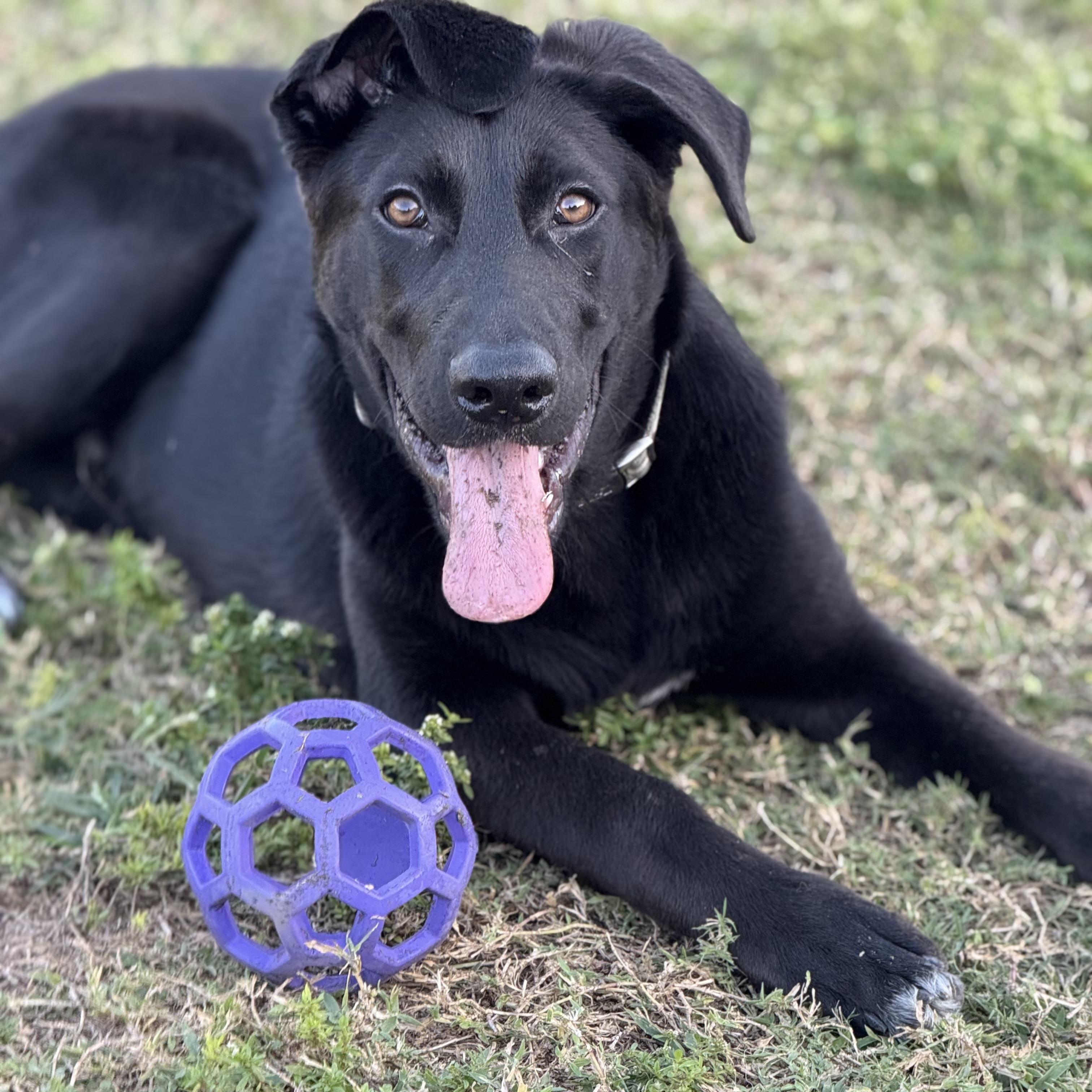Enlarge Gunna, a Adoptable mixed breed in Alpine, NJ image 1/5