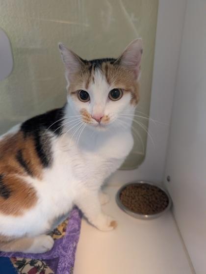 Enlarge Twinkles, a Adoptable mixed breed in Divide, CO image 1/1