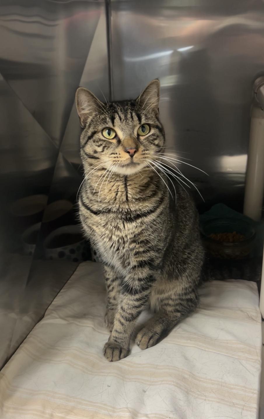 Oak, Adoptable, Young Male Domestic Short Hair & Tabby.