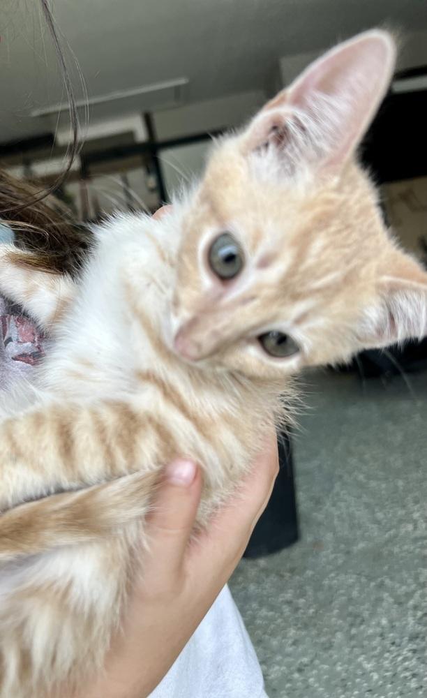 Enlarge Pumpkin Seed, a Adopted Domestic Short Hair in Shawnee, OK image 1/1