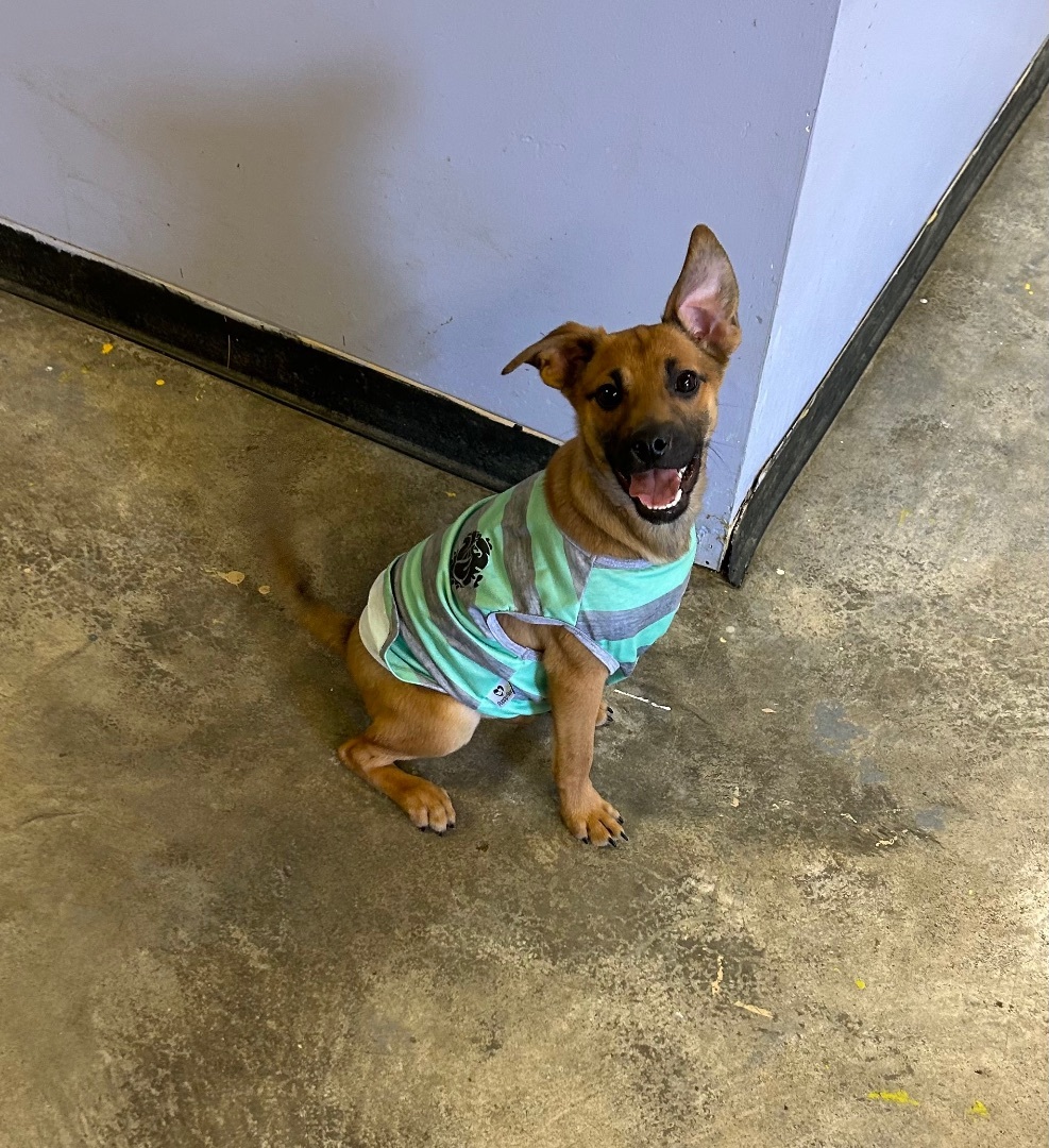 Enlarge Snickers, a Adopted mixed breed image 1/1