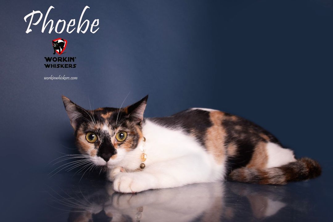 Enlarge PHOEBE, a Adoptable mixed breed in HEMET, CA image 1/6