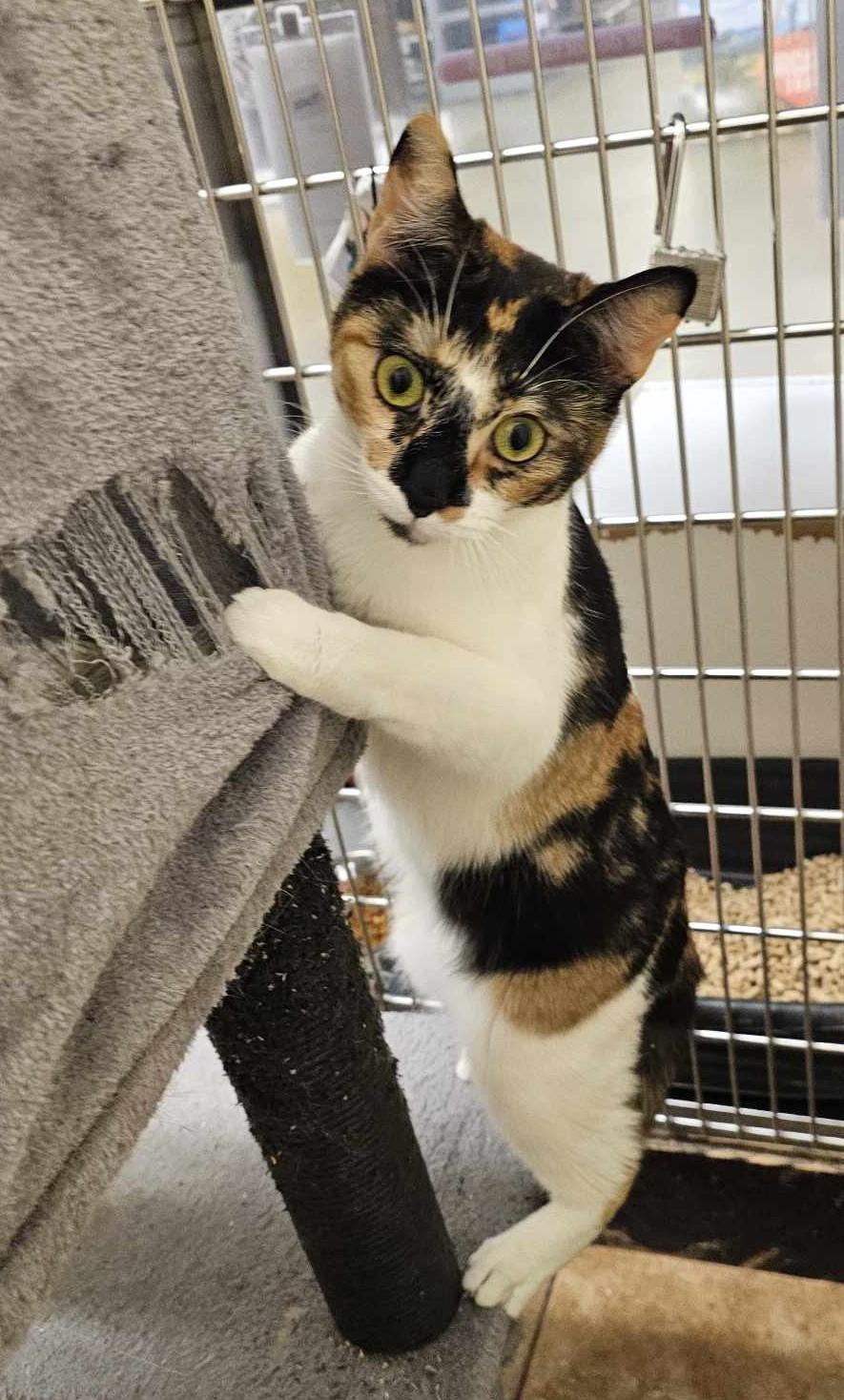 Enlarge PHOEBE, a Adoptable mixed breed in HEMET, CA image 2/6