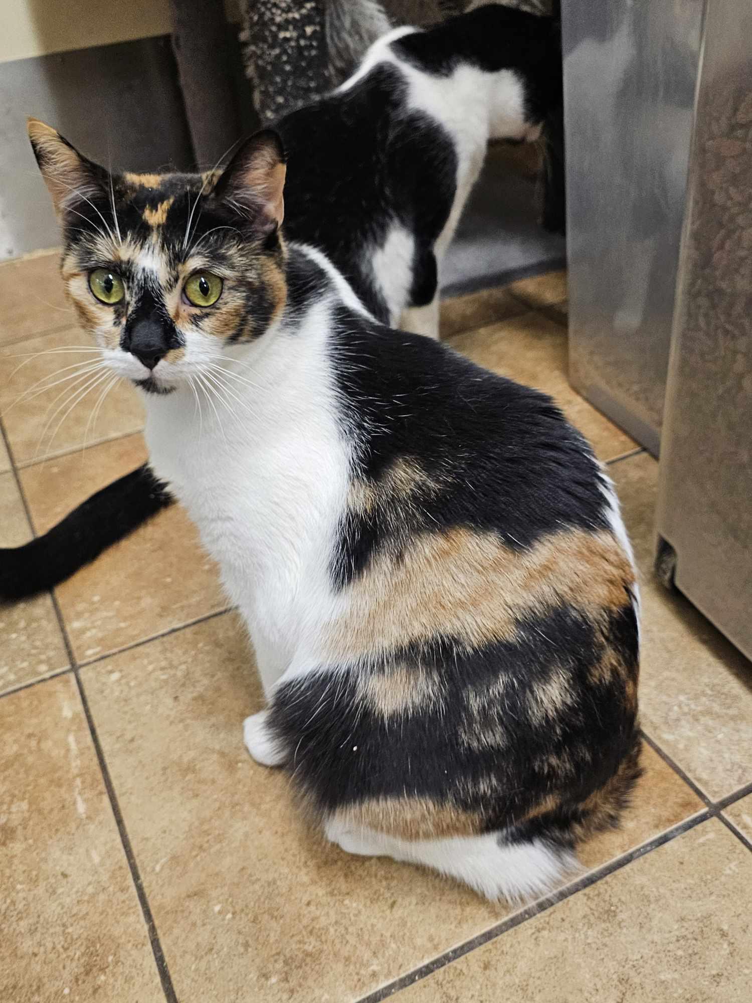 Enlarge PHOEBE, a Adoptable mixed breed in HEMET, CA image 3/6