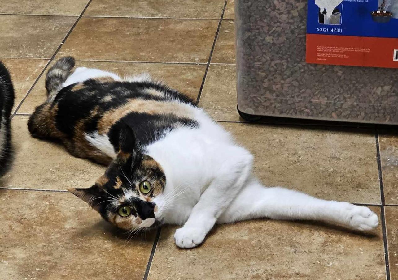 Enlarge PHOEBE, a Adoptable mixed breed in HEMET, CA image 4/6