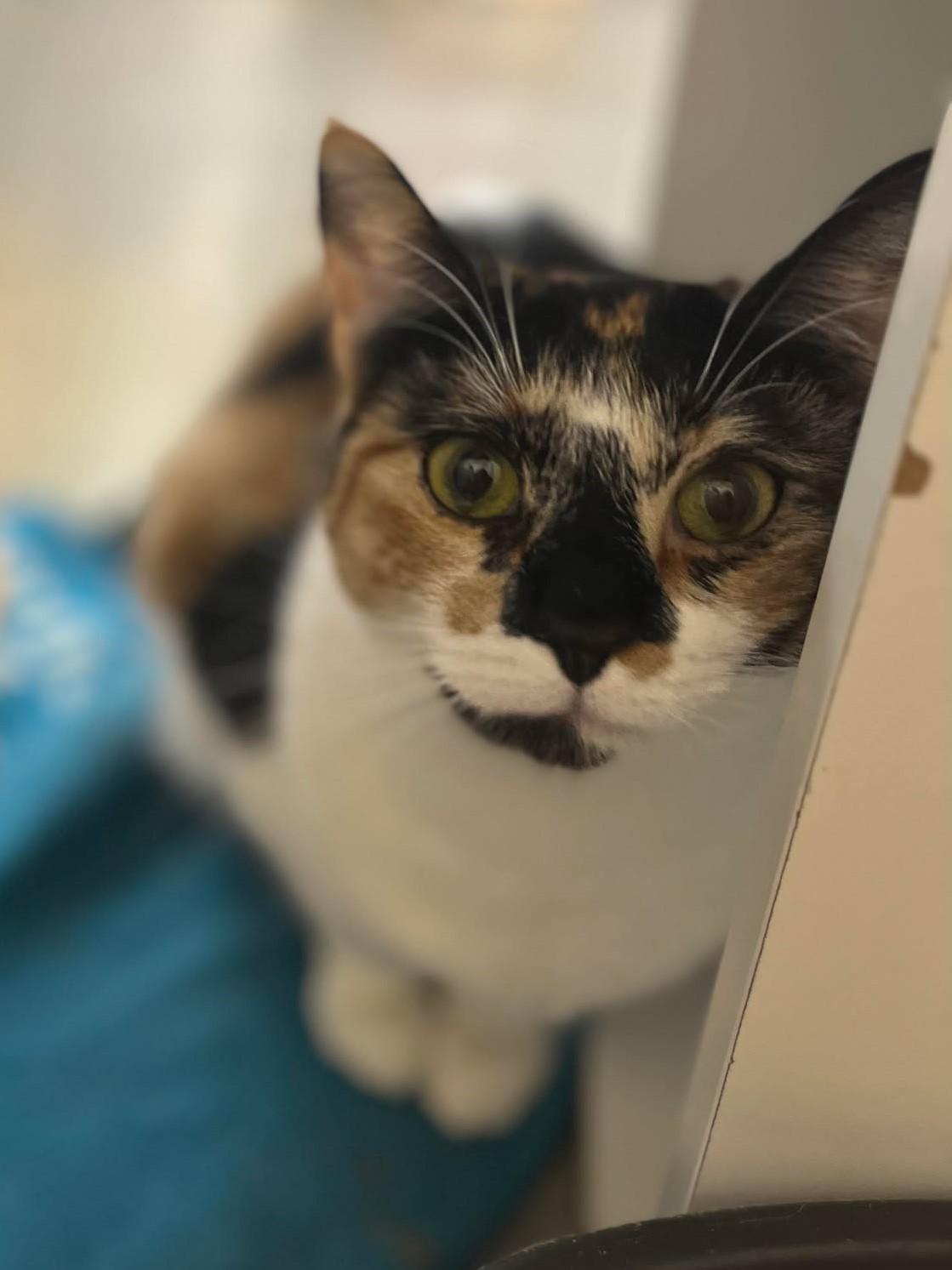 Enlarge PHOEBE, a Adoptable mixed breed in HEMET, CA image 5/6