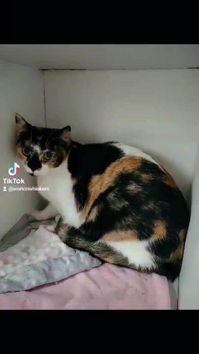 Enlarge PHOEBE, a Adoptable mixed breed in HEMET, CA video 6/6