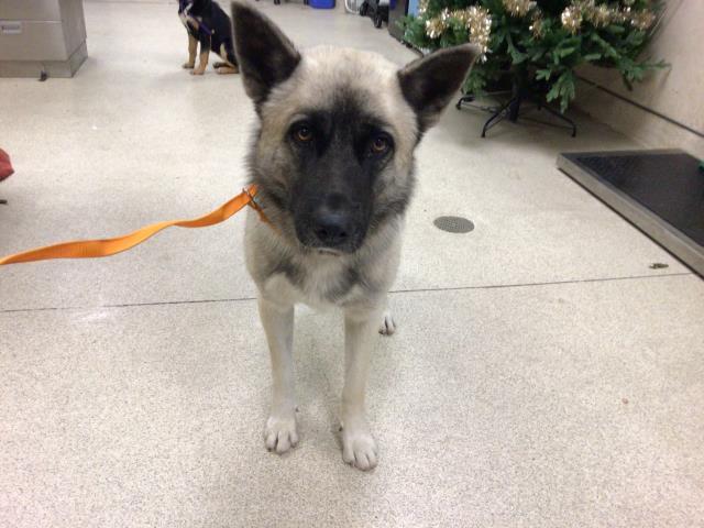 Enlarge **A1775715**, a Adoptable Akita in Romoland, CA image 1/1