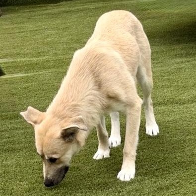 Enlarge Woodchip Ivy, a Adopted mixed breed in Hernando, MS image 3/5