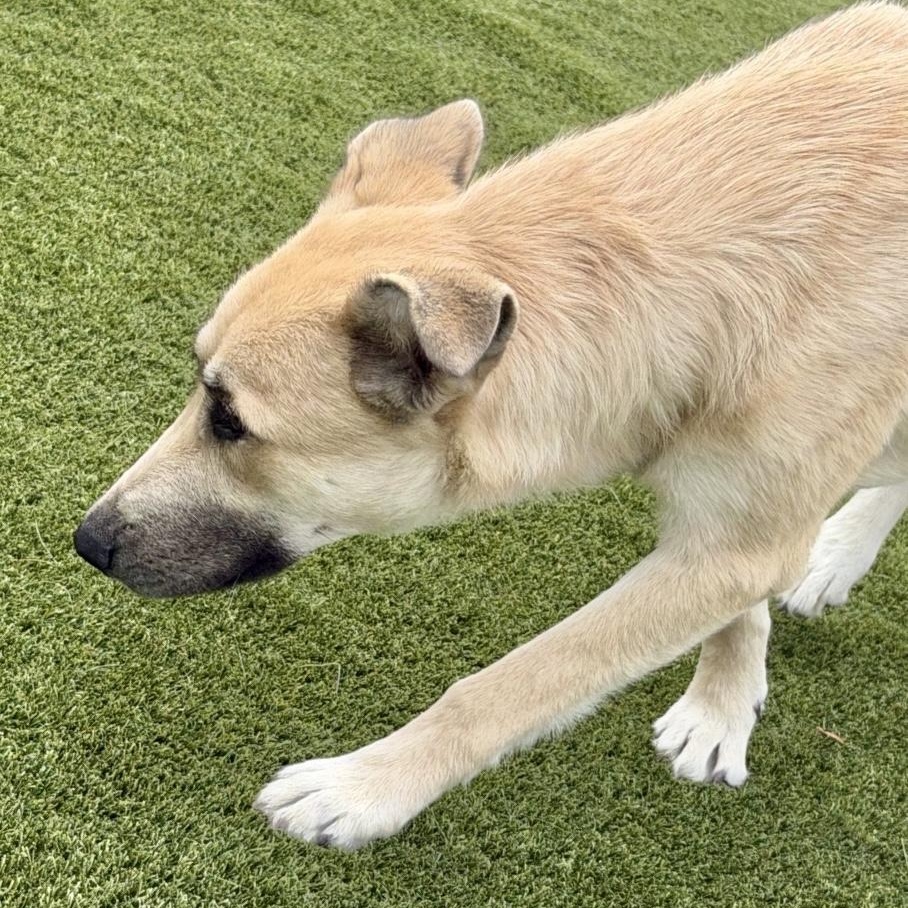 Enlarge Woodchip Ivy, a Adopted mixed breed in Hernando, MS image 4/5
