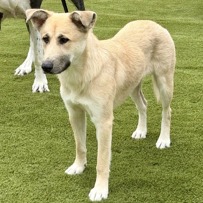 Enlarge Woodchip Ivy, a Adopted mixed breed in Hernando, MS image 2/5
