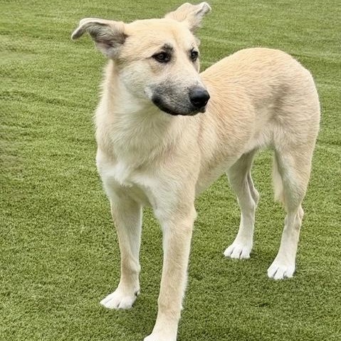 Enlarge Woodchip Ivy, a Adopted mixed breed in Hernando, MS image 1/5