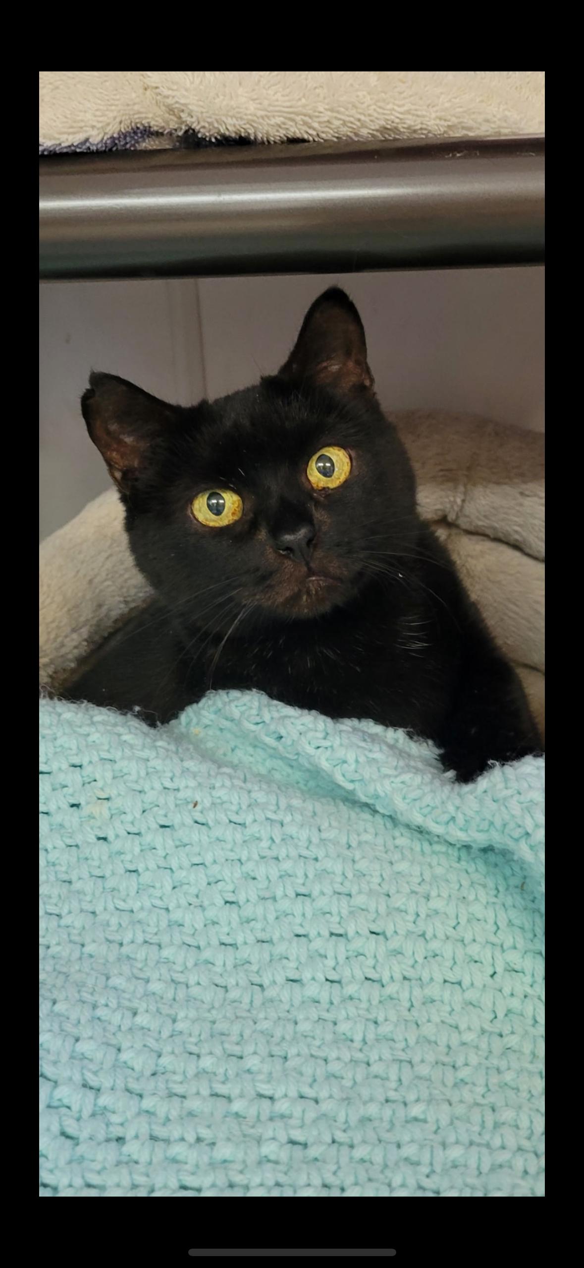 Enlarge Quartz- I need a cat friend!, a Adoptable Domestic Short Hair in Manchester, NH image 1/1