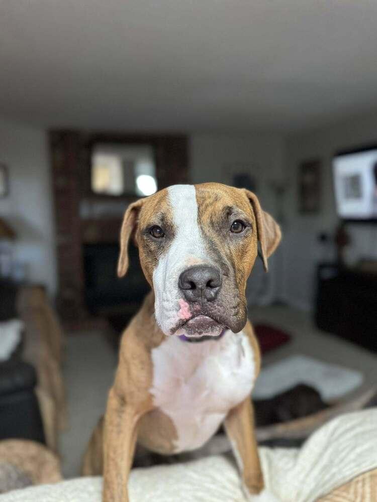 Bohdi, Adoptable, Young Male Boxer.