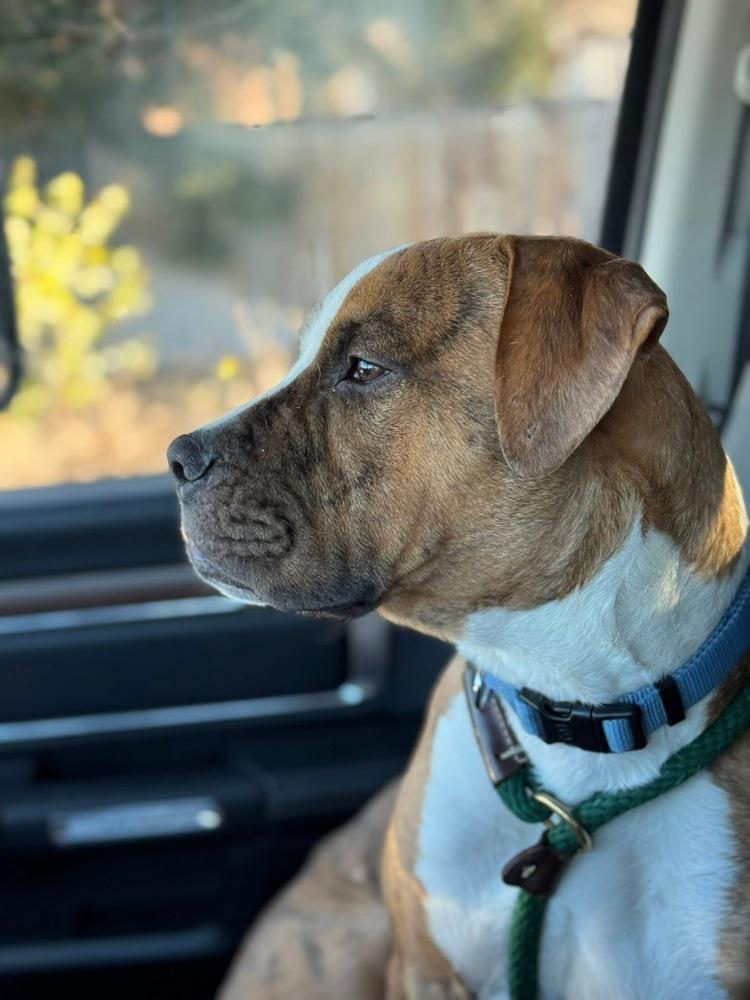 Bohdi, a Adoptable Boxer in Denver, CO image 2/6