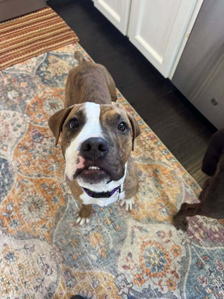 Bohdi, a Adoptable Boxer in Denver, CO image 3/6